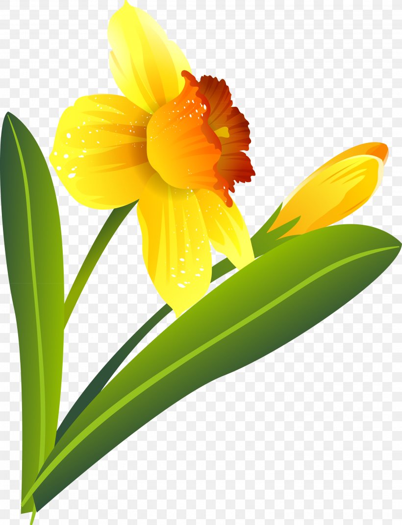 Narcissus Flower .ru .li Plant, PNG, 3046x3984px, Narcissus, Amaryllis, Amaryllis Family, Archive File, Cattleya Download Free