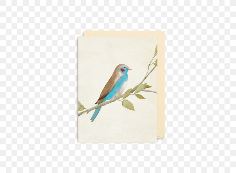 Red-cheeked Cordon-bleu Finches Bird Blue Waxbill Beak, PNG, 560x600px, Finches, Beak, Bird, Common Pet Parakeet, Eurasian Bullfinch Download Free