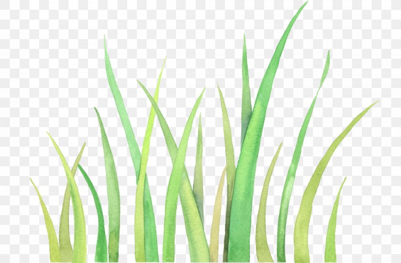 Download Icon, PNG, 984x646px, Drawing, Cartoon, Grass, Grass Family, Green Download Free