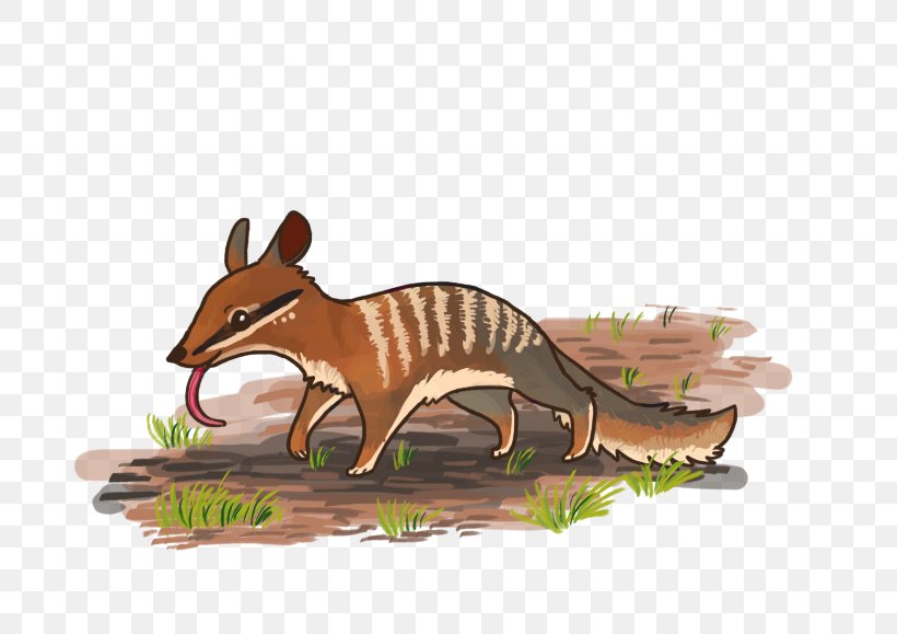 Numbat Cartoon Canidae Drawing Quoll, PNG, 800x579px, Numbat, Animal, Animal Figure, Animation, Art Download Free