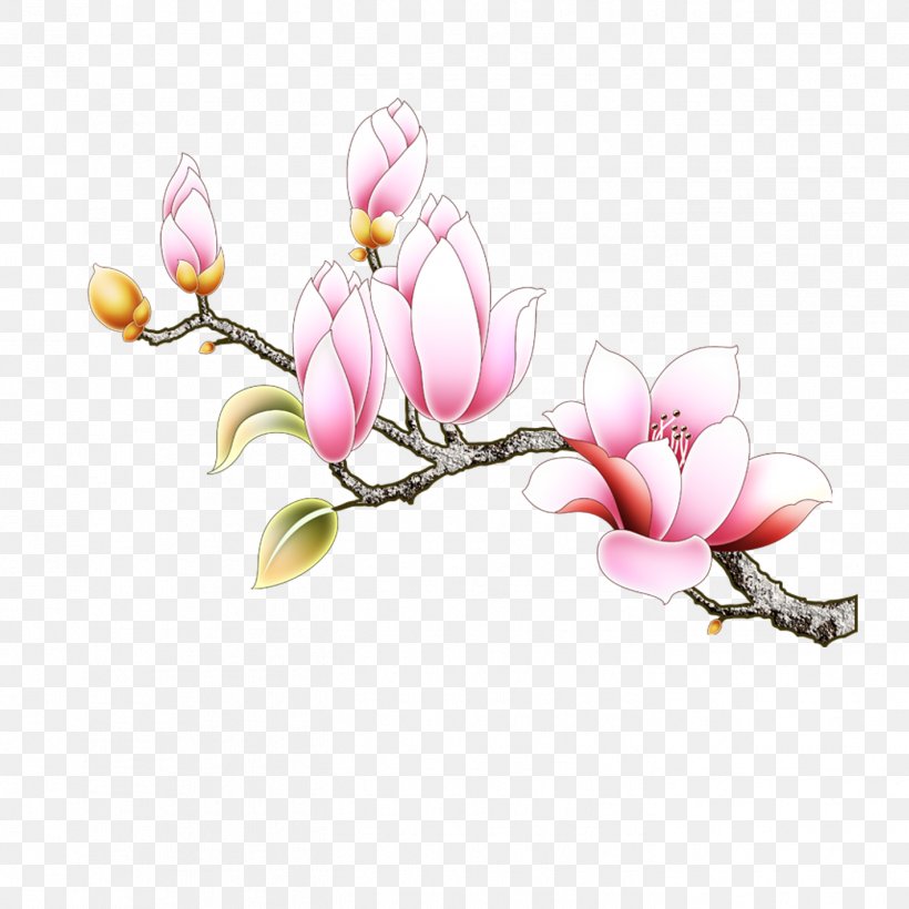 Southern Magnolia Euclidean Vector Magnolia Denudata, PNG, 1417x1417px, Southern Magnolia, Blossom, Branch, Cherry Blossom, Concepteur Download Free