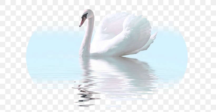 Cygnini Felidae Bird White Swan Clip Art, PNG, 650x428px, Cygnini, Animal, Avatar, Beak, Bears Download Free