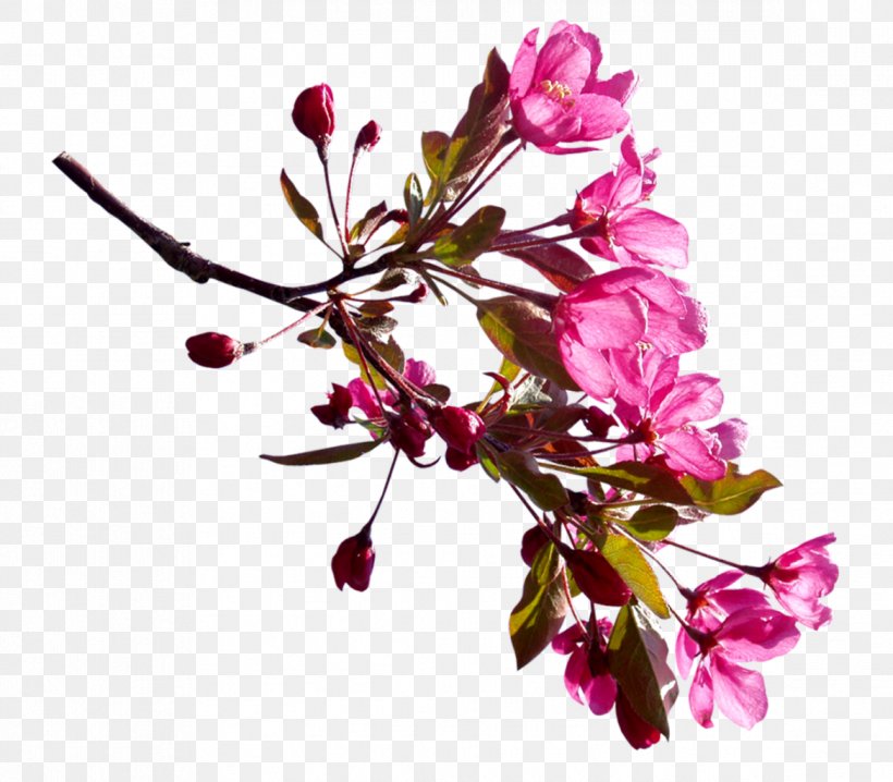 Flower Clip Art, PNG, 1168x1024px, Flower, Blossom, Branch, Chart, Cherry Blossom Download Free