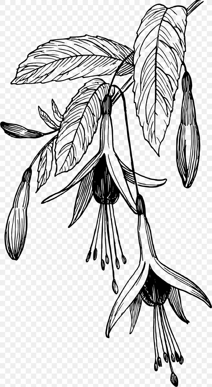Fuchsia Drawing Flower Clip Art, PNG, 1319x2400px, Fuchsia, Art, Artwork, Black And White, Blue Download Free