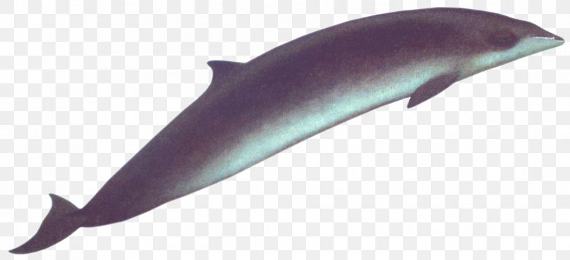 Porpoise White-beaked Dolphin Rough-toothed Dolphin Common Bottlenose Dolphin Tucuxi, PNG, 1759x804px, Porpoise, Animal, Beaked Whale, Cetacea, Common Bottlenose Dolphin Download Free