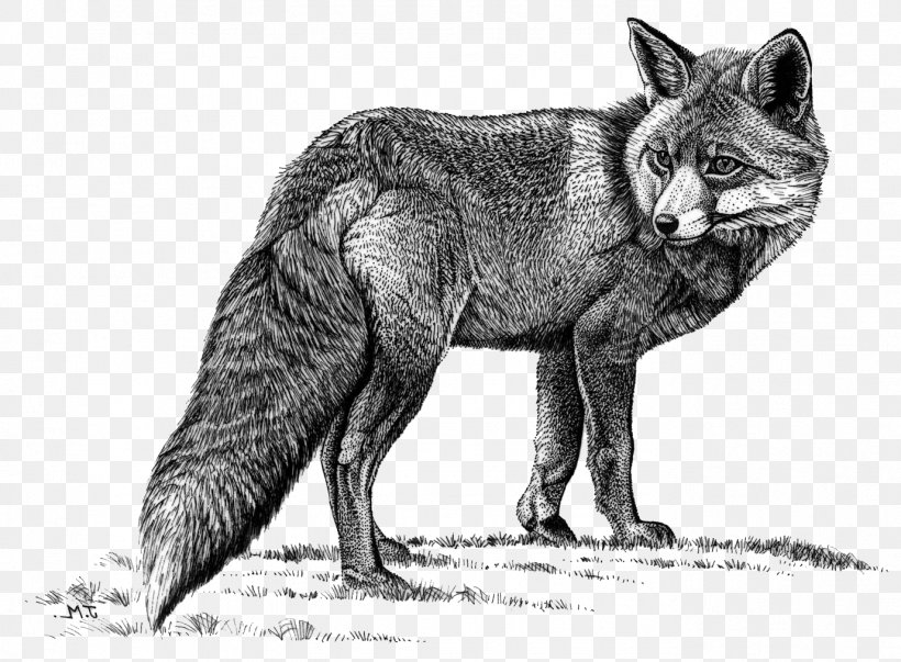 Red Fox Wolf Coyote Arctic Fox Gray Fox, PNG, 1378x1014px, Red Fox, Arctic Fox, Black And White, Carnivoran, Coyote Download Free