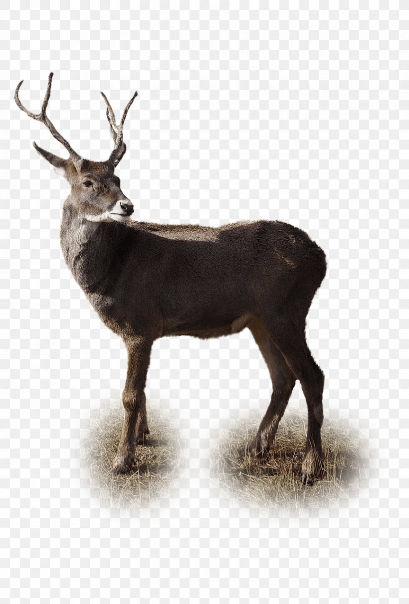 Reindeer Red Deer Antelope Rhinoceros, PNG, 866x1280px, Deer, Animal, Antelope, Antler, Christmas Download Free