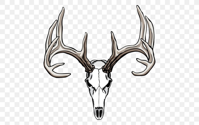 White-tailed Deer Drawing Antler Skull, PNG, 600x514px, Whitetailed Deer, Abziehtattoo, Antelope, Antler, Art Download Free