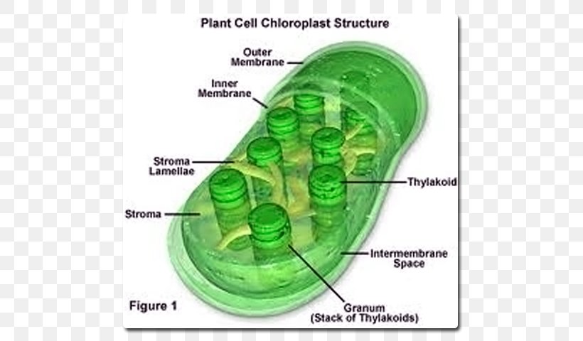 Chlorophyll A Chloroplast Mesophyll Plant Cell, PNG, 640x480px, Chlorophyll, Absorption, Biology, Cell, Chlorophyll A Download Free