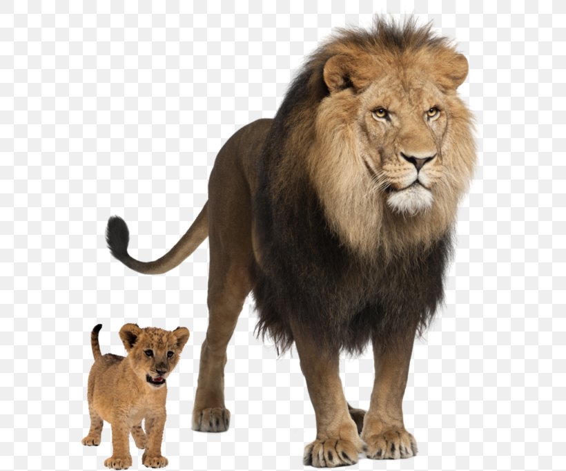 Felidae East African Lion Tiger Clip Art, PNG, 600x682px, Felidae, Animal, Big Cats, Carnivoran, Cat Like Mammal Download Free