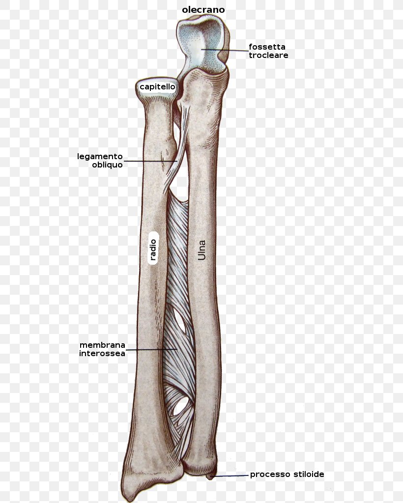 Interosseous Membrane Of Forearm Bone, PNG, 535x1024px, Watercolor, Cartoon, Flower, Frame, Heart Download Free