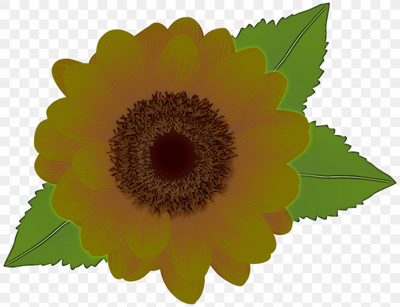 Like Button, PNG, 1600x1228px, Sunflower Seed, Annual Plant, Gift, Gift Card, Like Button Download Free