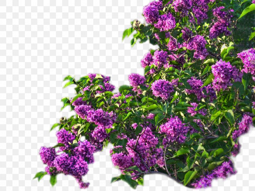 Lilac Flower Violet, PNG, 1000x750px, Lilac, Animation, Annual Plant, Blue, Flower Download Free