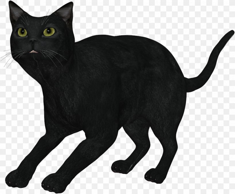 Black Cat Burmese Cat Bombay Cat Korat Havana Brown, PNG, 925x764px, Black Cat, Animal, Asian, Black, Bombay Download Free