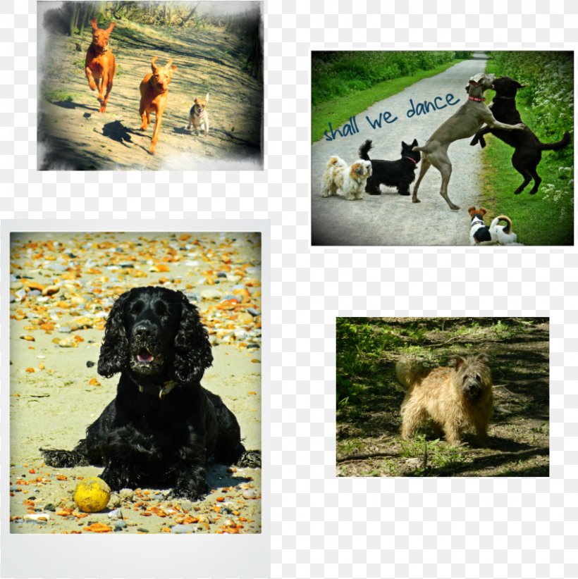 Dog Breed Fauna Crossbreed, PNG, 848x851px, Dog Breed, Breed, Carnivoran, Crossbreed, Dog Download Free