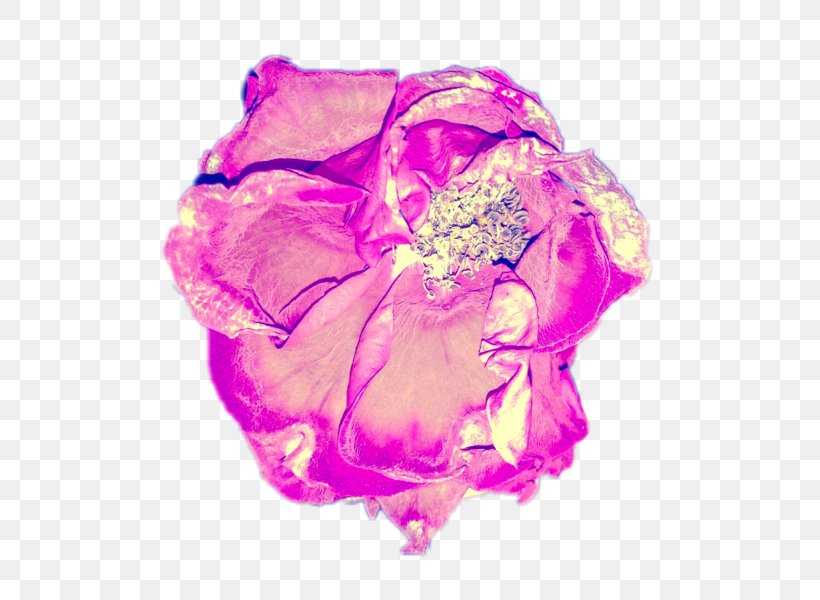 Garden Roses Cut Flowers Artist, PNG, 600x600px, Garden Roses, Art, Artist, Cabbage Rose, Color Download Free