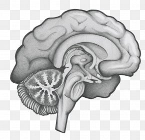 Neurosurgery - Neurosurgery /m/02csf Brain Drawing Greater Houston PNG