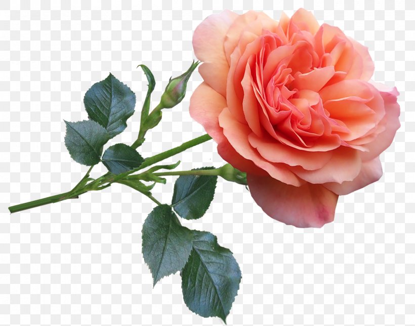 Pink Flower Cartoon, PNG, 1280x1005px, Rose, Artificial Flower, Blue Rose, Branch, Camellia Download Free