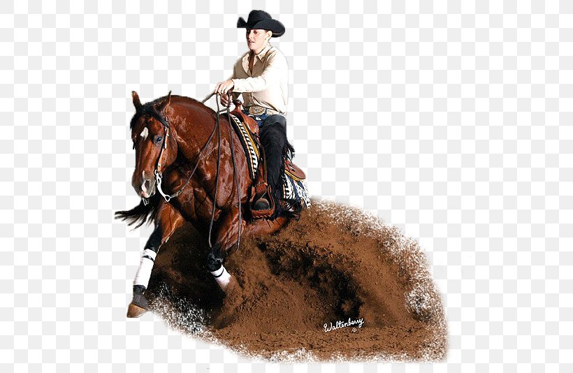 Stallion American Quarter Horse Hunt Seat Mare Bridle, PNG, 540x534px, Stallion, American Quarter Horse, Bridle, Equestrian, Equestrian Sport Download Free