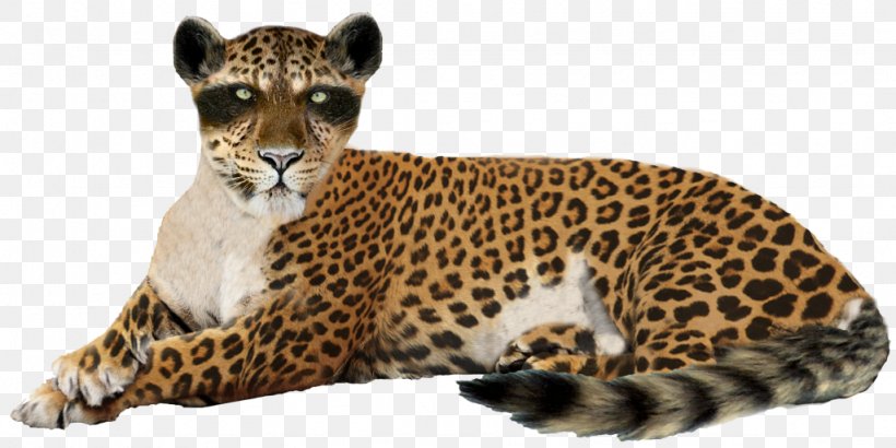 Felidae Leopard Jaguar Clip Art, PNG, 1024x513px, Felidae, Big Cats, Carnivoran, Cat Like Mammal, Cheetah Download Free