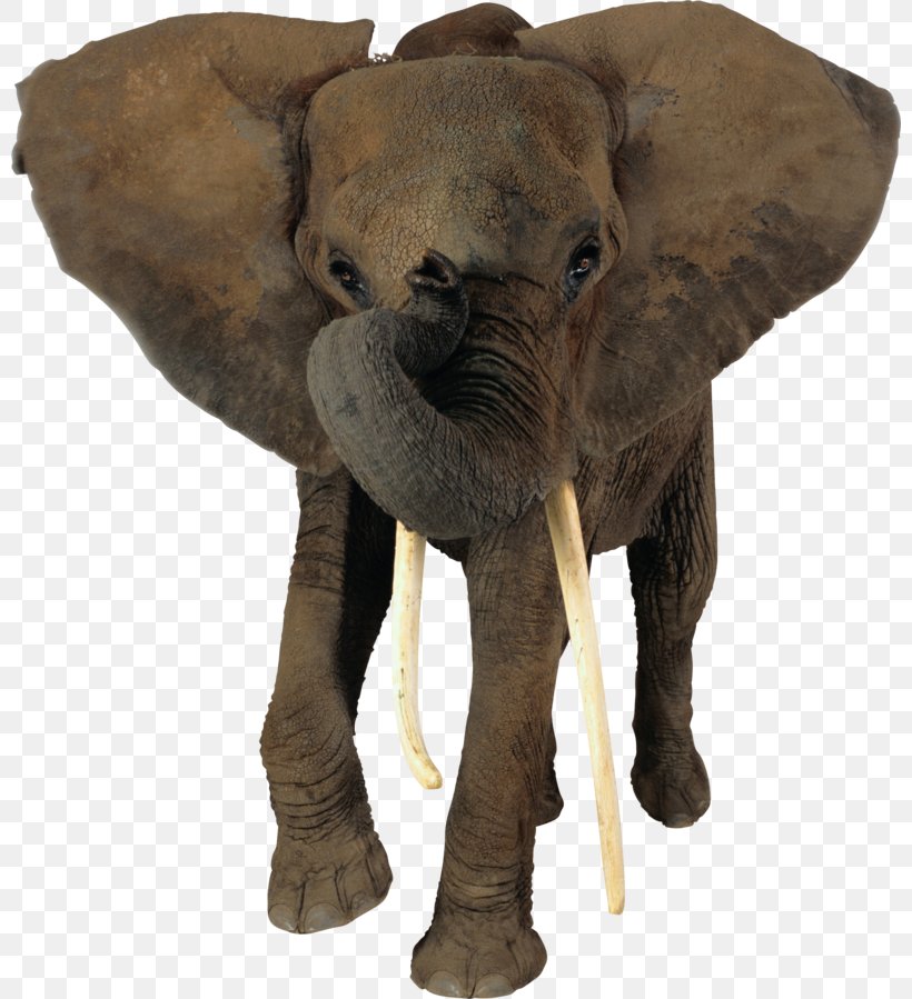 African Bush Elephant Elephants Clip Art African Forest Elephant, PNG, 800x899px, African Bush Elephant, African Elephant, African Forest Elephant, Asian Elephant, Elephant Download Free
