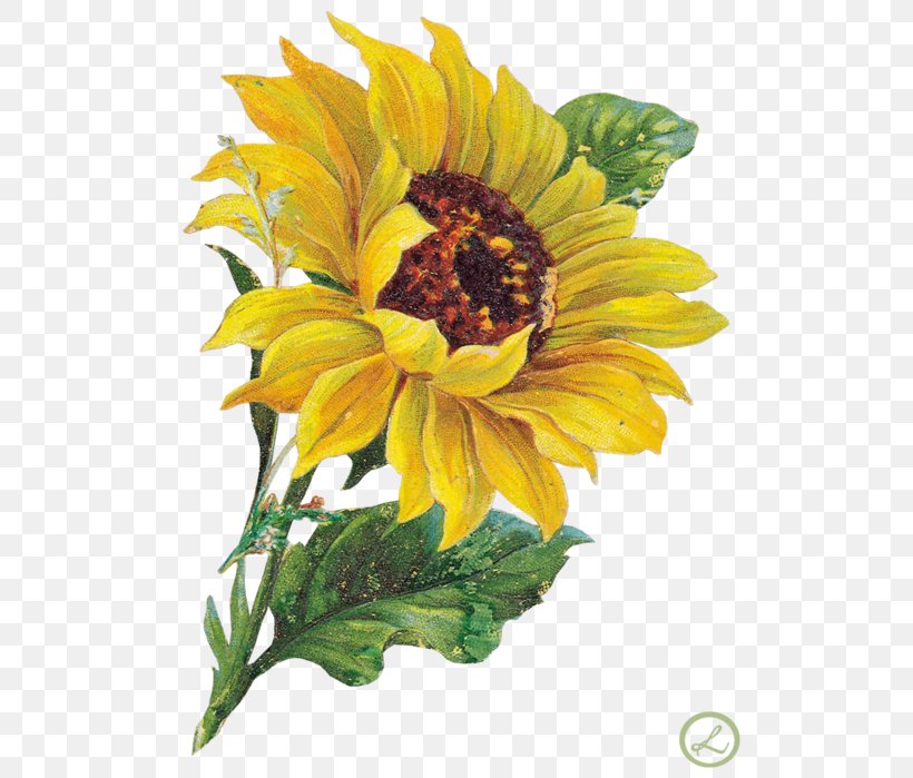 Common Sunflower Clip Art, PNG, 516x699px, Common Sunflower, Annual Plant, Art, Cut Flowers, Daisy Family Download Free