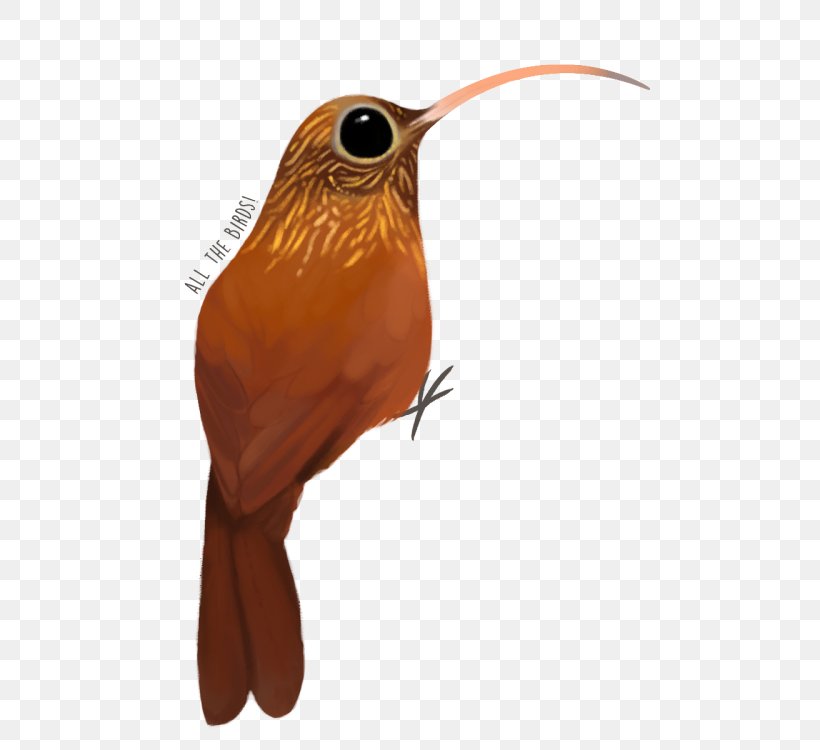 Fauna Hummingbird M Beak Feather, PNG, 500x750px, Fauna, Beak, Bird, Feather, Hummingbird Download Free
