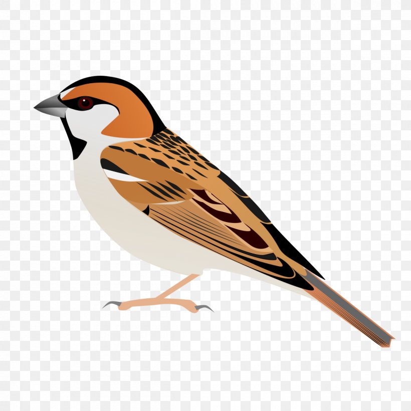 House Sparrow Saxaul Sparrow Plain-backed Sparrow Bird, PNG, 1200x1200px, House Sparrow, Beak, Bird, Bunting, Emberizidae Download Free