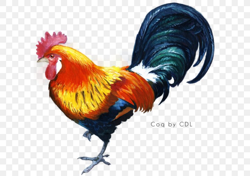 Kukkuta Sastra Chicken Star Vector Rooster, PNG, 600x578px, Chicken, Beak, Bird, Fauna, Feather Download Free