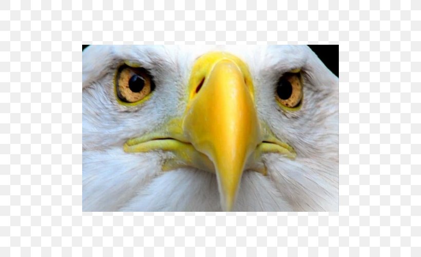 Bald Eagle Eye Oxford English Dictionary, PNG, 500x500px, Eagle, Accipitriformes, Animal, Bald Eagle, Beak Download Free