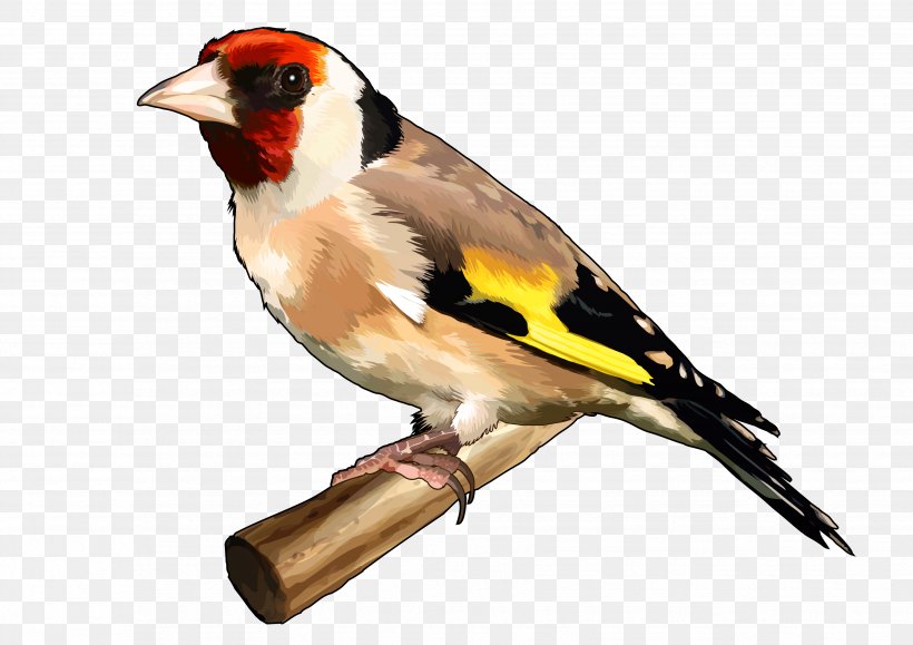 Bird The Goldfinch European Goldfinch Finches Drawing, PNG, 3508x2480px, Bird, Beak, Blue, Drawing, Education Download Free