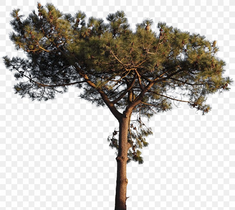 Charente-Maritime Tree Computer File, PNG, 3523x3140px, Charentemaritime, Branch, Conifer, Filename Extension, Houseplant Download Free