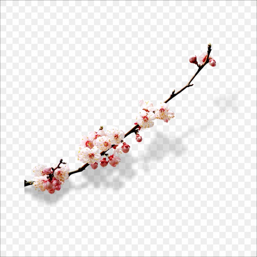 Cherry Blossom Watercolor Painting, PNG, 1773x1773px, Cherry Blossom, Blossom, Branch, Color, Floral Emblem Download Free