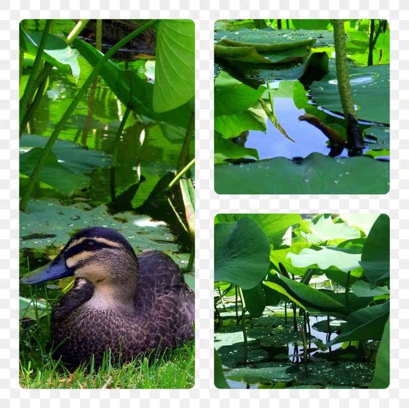 Duck Goose Ecosystem Fauna Water, PNG, 1600x1600px, Duck, Aquatic Plant, Aquatic Plants, Beak, Bird Download Free