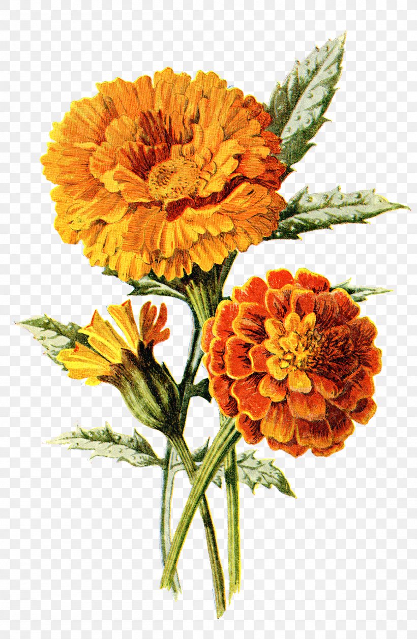 Mexican Marigold Flower Calendula Officinalis Drawing Clip Art, PNG