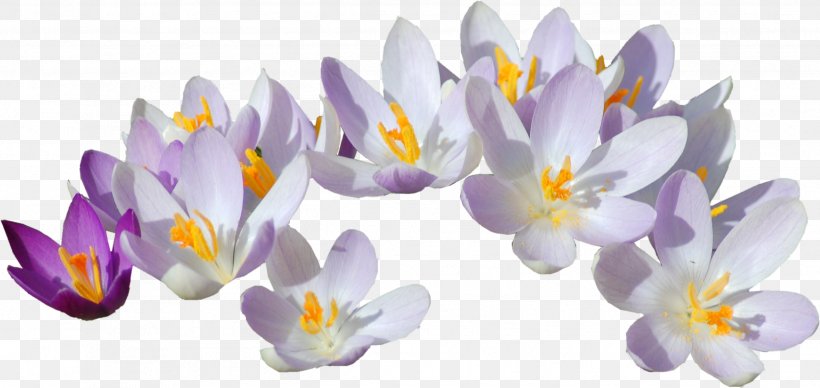 Saffron Crocus Safflower, PNG, 2494x1181px, Saffron, Crocus, Flower, Flowering Plant, Herbaceous Plant Download Free