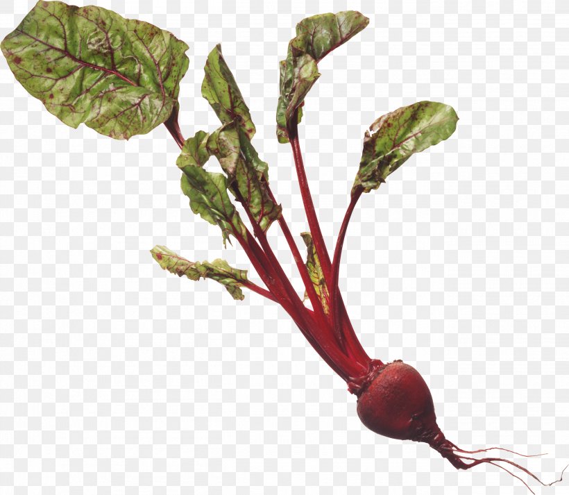 The Nutritional Health Bible Chard Leaf Plant Stem Radish, PNG, 2606x2266px, Nutrient, Beetroot, Calorie, Calorieking, Chard Download Free