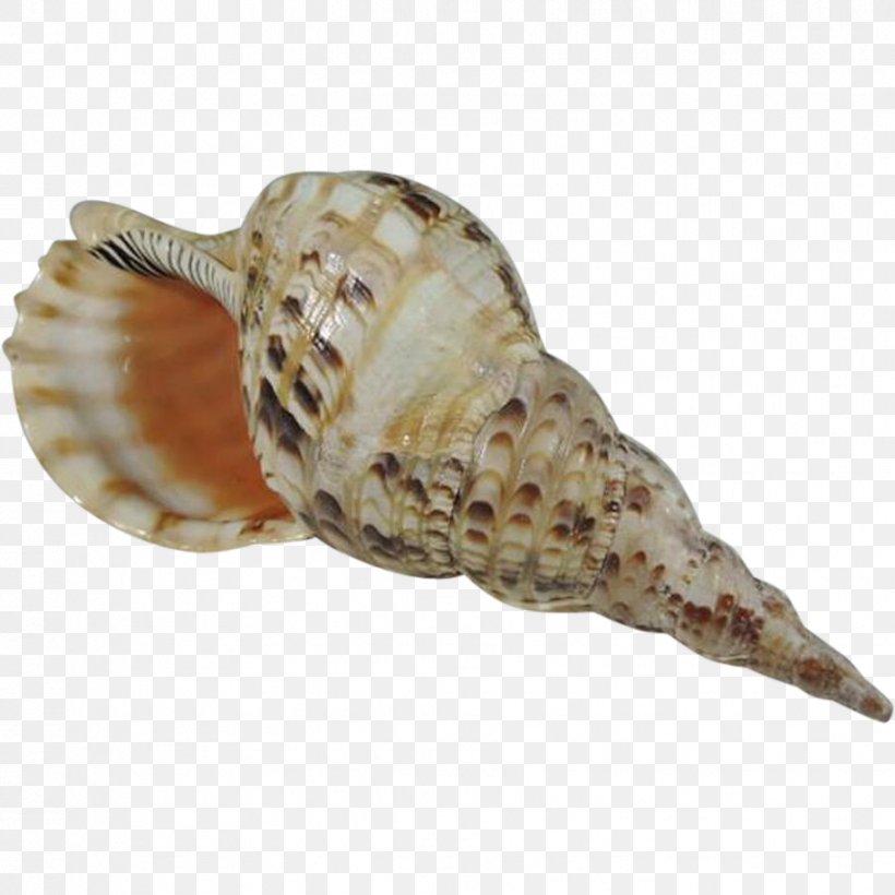 Charonia Tritonis Conch, PNG, 913x913px, Charonia Tritonis, Charonia, Clams Oysters Mussels And Scallops, Cockle, Conch Download Free