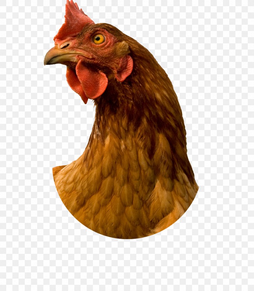 Chicken Coop Stock Photography Rooster, PNG, 904x1037px, Chicken, Beak, Bird, Can Stock Photo, Chicken Coop Download Free