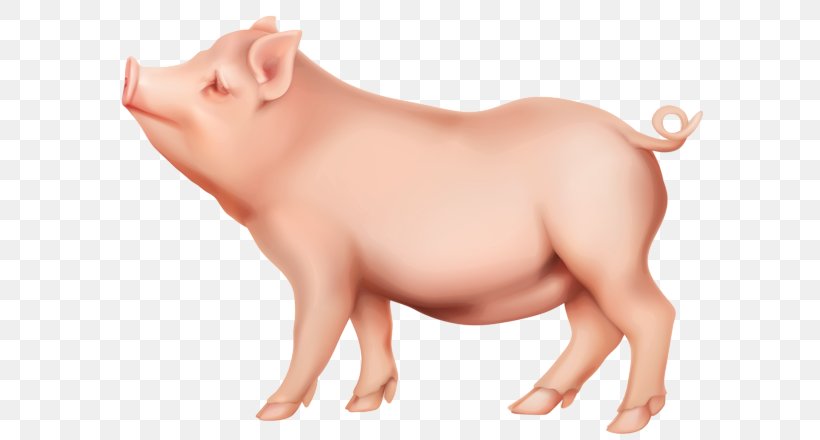Domestic Pig Clip Art, PNG, 600x440px, Pig, Domestic Pig, Image File Formats, Iphone, Livestock Download Free