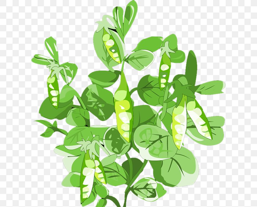 Pigeon Pea Leaf Vegetable, PNG, 621x662px, Pea, Branch, Grass, Herb, Herbalism Download Free