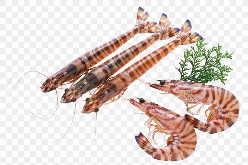 Seafood Lobster Penaeidae Shrimp Prawn, PNG, 2786x1861px, Seafood, Animal Source Foods, Decapoda, Food, Freshwater Prawn Farming Download Free