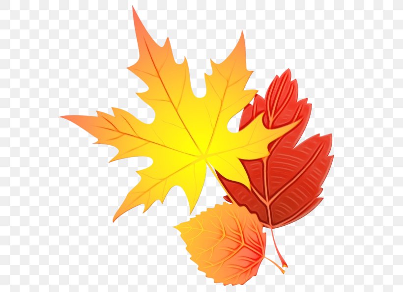 Autumn Leaf Drawing, PNG, 600x595px, 2019, Watercolor, Agrahayana, Autumn, Black Maple Download Free