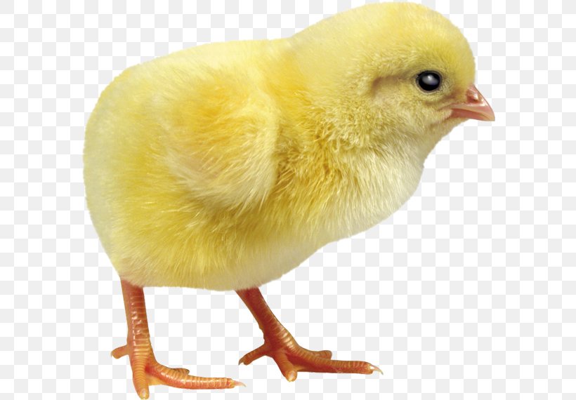 Chicken Incubator Debeaking Duck Egg Incubation, PNG, 590x570px, Chicken, Beak, Bird, Chicken Coop, Chicken Egg Download Free