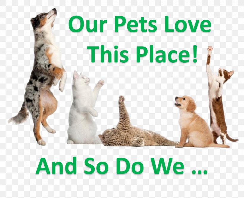 Dog Persian Cat Pet Sitting Pet Shop, PNG, 964x781px, Dog, Animal, Breeder, Carnivoran, Cat Download Free