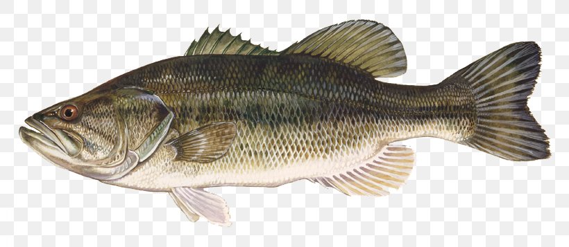 Largemouth Bass Smallmouth Bass Bass Fishing Freshwater Fish Black Crappie, PNG, 800x357px, Largemouth Bass, Animal Figure, Bass, Bass Fishing, Black Basses Download Free