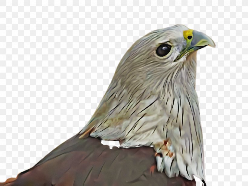 Bird Eagle Bird Of Prey Beak Hawk, PNG, 2000x1500px, Bird, Accipitridae, Beak, Bird Of Prey, Coopers Hawk Download Free
