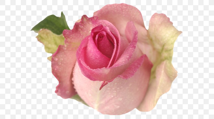 Garden Roses Cabbage Rose Floribunda Cut Flowers Petal, PNG, 600x457px, Garden Roses, Cabbage Rose, Child, China Rose, Close Up Download Free