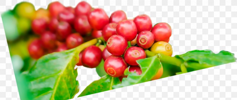 Pink Peppercorn Lingonberry Cranberry Coffee Chery, PNG, 1177x500px, Pink Peppercorn, Agriculture, Berry, Business, Cherry Download Free