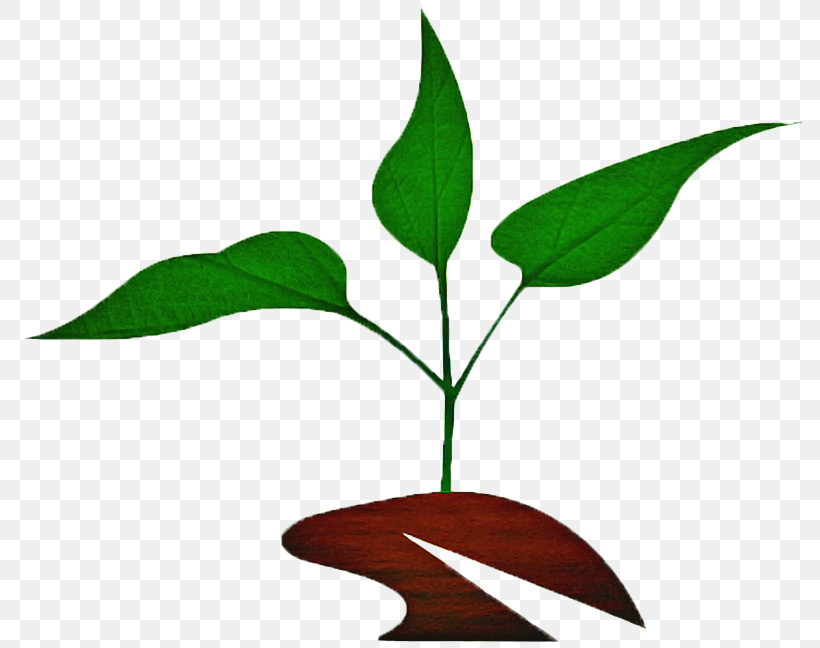 Plant Stem Branch Leaf Flower Plants, PNG, 790x648px, Plant Stem, Biology, Branch, Flower, Leaf Download Free